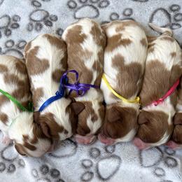 Allison - Blenheim female Cavalier King Charles Spaniel puppy in Green Forest, Arkansas from Horseshoe Drive Kennel