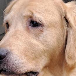 Bridget - Golden Retriever