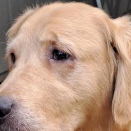 Bridget - Golden Retriever