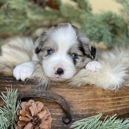 Rowan - Blue merle male Miniature Australian Shepherd puppy in Wesley Chapel, Florida from August Oaks Aussies