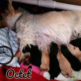 German Shepherd and Scottish Terrier Puppies from Viceroy's Kennel LLC