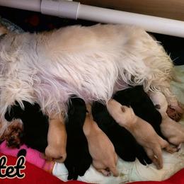 German Shepherd and Scottish Terrier Puppies from Viceroy's Kennel LLC