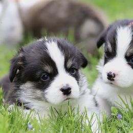 Pembroke Welsh Corgi Puppies from Cosmere Corgis