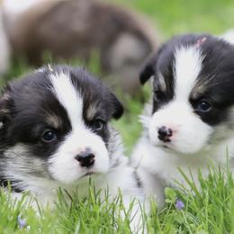 Pembroke Welsh Corgi Puppies from Cosmere Corgis