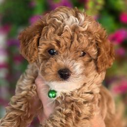 Buzz Green - Red  male Goldendoodle puppy in Vernon, Texas from Sugarland's Texas Goldendoodles