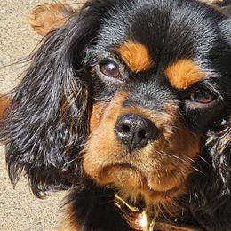 Skyler - Cavalier King Charles Spaniel