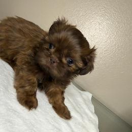 Lalo - Red male Shih Tzu puppy in Oak Hills, California from High Desert  Shih Tzu