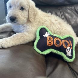 Frankenstein - male Golden Mountain Doodle puppy in Calhan, Colorado from Snowy Goldens LLC