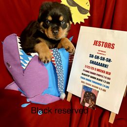Black - Black and mahogany male Rottweiler puppy in Williamsfield, Illinois from Jestors Rottweilers