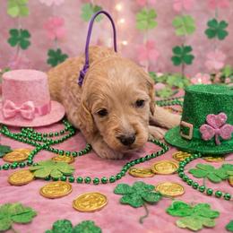 Fishy - Cream female Goldendoodle puppy in Houston, Texas from Were The Mack'Doodles