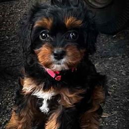 Bellatrix - Tri-color female Cavapoo puppy in Maple Grove, Minnesota from Honey Bit Kennels