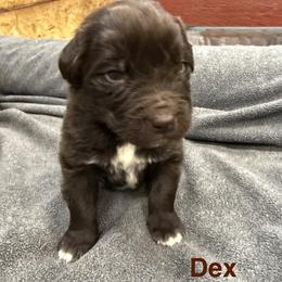 Dex - White and brown male Newfoundland puppy in Goodhue, Minnesota from Claypits Newfoundlands