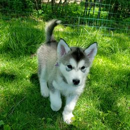 Alaskan Malamute Puppies from Delphi Alaskan Malamutes