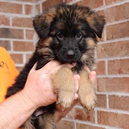 Orange collar - Black and red male German Shepherd puppy in Mount Vernon, Missouri from German Haus German Shepherds LLC