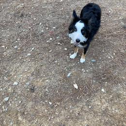 Border Collie Puppies from Ferguson Border Collies