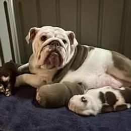 Bulldog Puppies from Bullgodz English Bulldogs