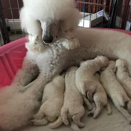 Poodle Puppies from Firebrook Poodles