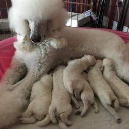 Poodle Puppies from Firebrook Poodles