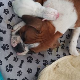 Boxer Puppies from Mischievous Boxers