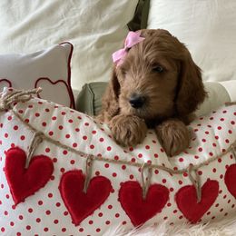 Bernedoodle and Goldendoodle Puppies from Heartfelt GoldenDoodles