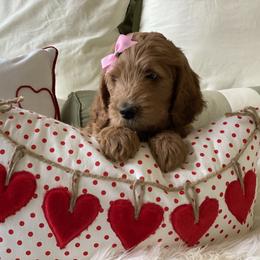 Bernedoodle and Goldendoodle Puppies from Heartfelt GoldenDoodles