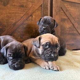 Cane Corso Puppies from Cowan Farms