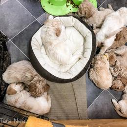 Goldendoodle Puppies from Coal Country Doodles