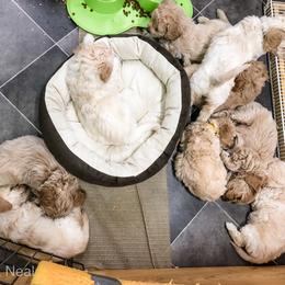 Goldendoodle Puppies from Coal Country Doodles