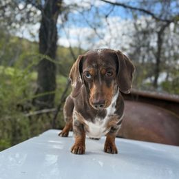 Pistol - Dachshund