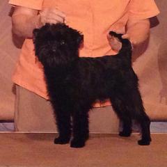 Steven  - Affenpinscher