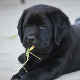 Labrador Retriever Puppies from Ronara Labradors