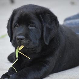 Labrador Retriever Puppies from Ronara Labradors