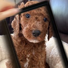 Lou Lou - Red  female Poodle puppy in Greenwich, New York from MizzElle’s Standard Poodles