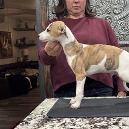 Freddie - Red brindle male Whippet puppy in Henryville, Indiana from Forestview