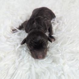 Cheddar - Brown and white male Aussiedoodle puppy in Haleyville, Alabama from The Cuddly Dood Ranch