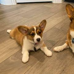 Pembroke Welsh Corgis from Rusek Corgis