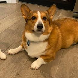 Pembroke Welsh Corgis from Rusek Corgis