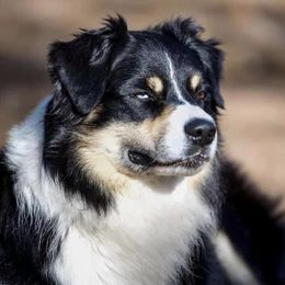 Sterling - Australian Shepherd