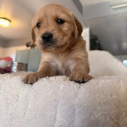 Gemillli - Golden female Golden Retriever puppy in Sierra Vista, Arizona from Golden Borealis