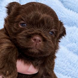 Briggs - Chocolate male Shih Tzu puppy in Tallahassee, Florida from Bows and Bow Ties
