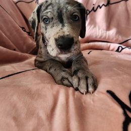 Maggie - Merle Great Dane puppy in California from Bolo K9 Kennels
