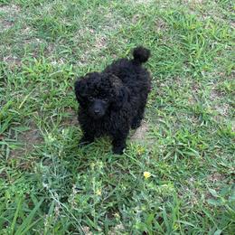 MP AKC Toy Orange - Sable male Poodle puppy in Benson, North Carolina from A Bundle of Love