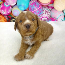 Cavapoos from The Dood Ranch