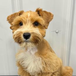 Reba - Miniature Schnauzer