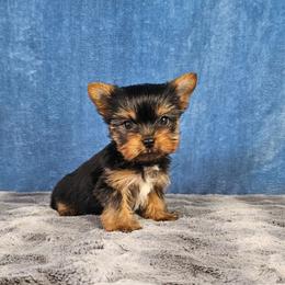 Pup 1 - Black and tan male Yorkshire Terrier puppy in Polk City, Florida from Yorkies by Casey