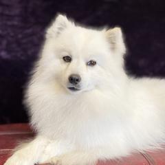 Nicki - American Eskimo Dog