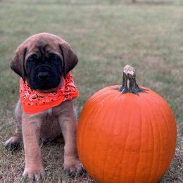 Mastiff Puppies from Red River Mastiff
