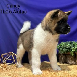 Candy - Red female Akita puppy in Chillicothe, Missouri from TLC Akitas