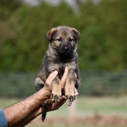 Pink - Black female German Shepherd puppy in Cherryville, North Carolina from Masky Kennel