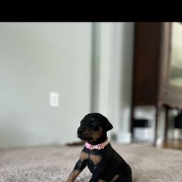 Doberman Pinscher Puppies from Ranchers Companion Doberman Kennel